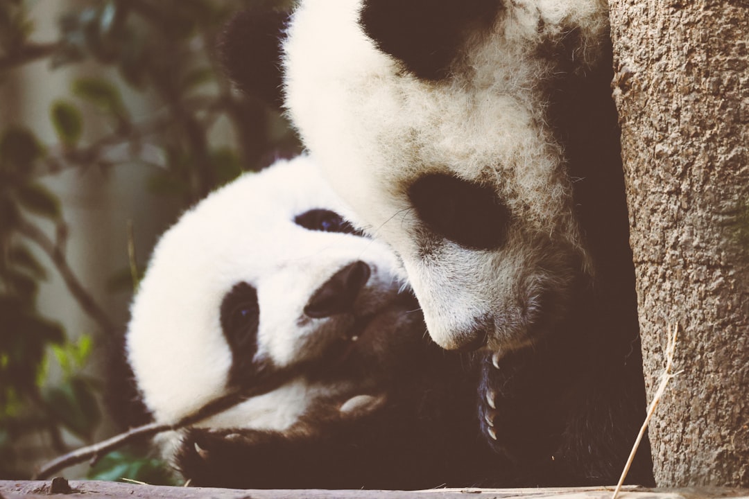 에버랜드 아기 판다, 첫 번째 생일 축하