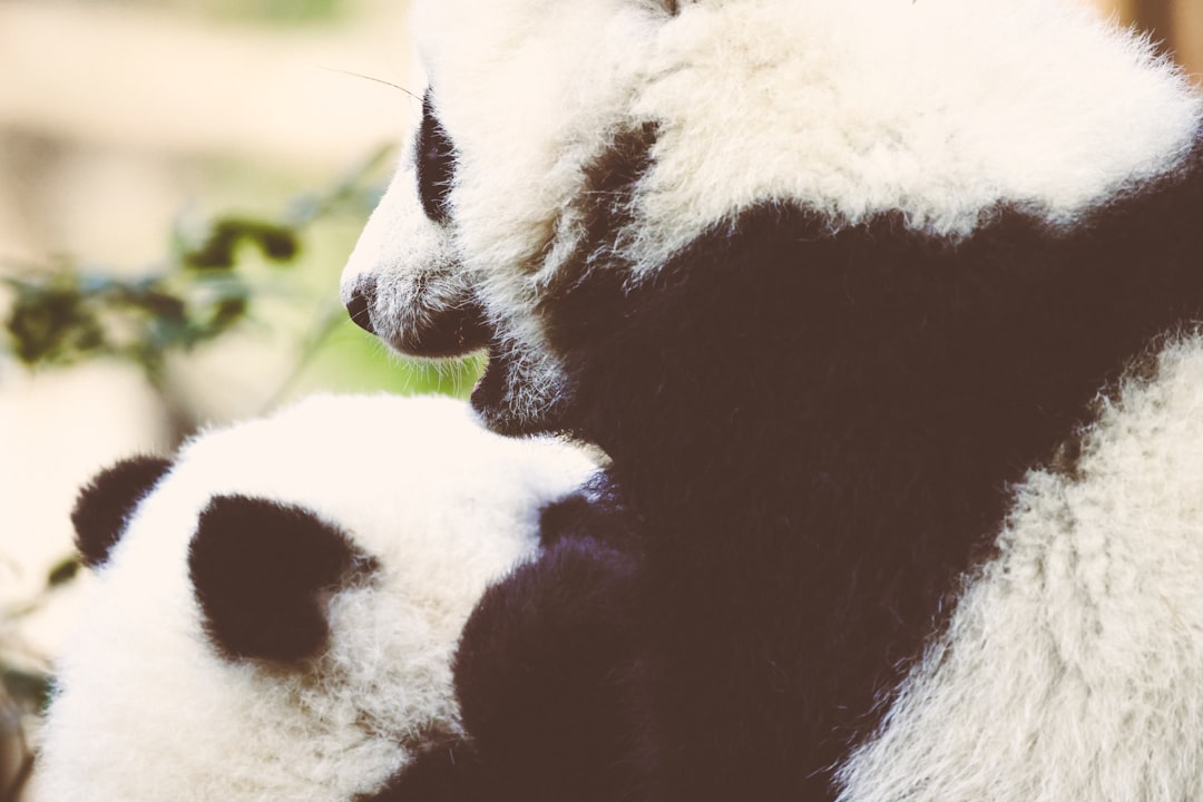 Baby Pandas Born at Everland Zoo Celebrate First Birthday
