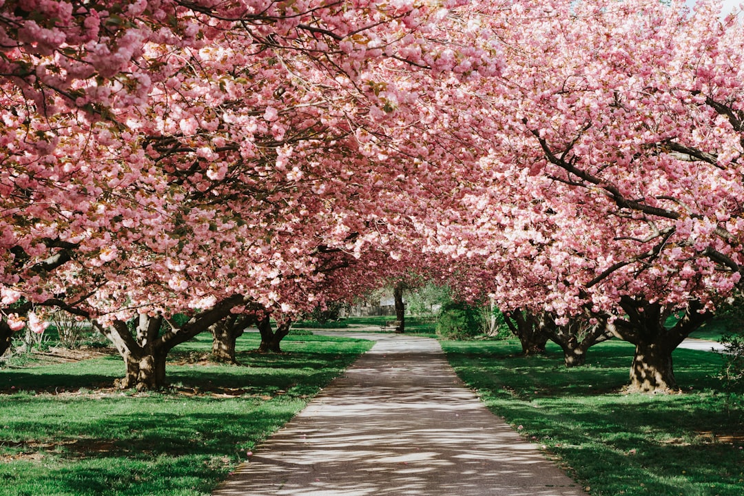 Spring in Korea: Cherry Blossoms, Baseball, and Baby Pandas Draw Millions 본문 이미지