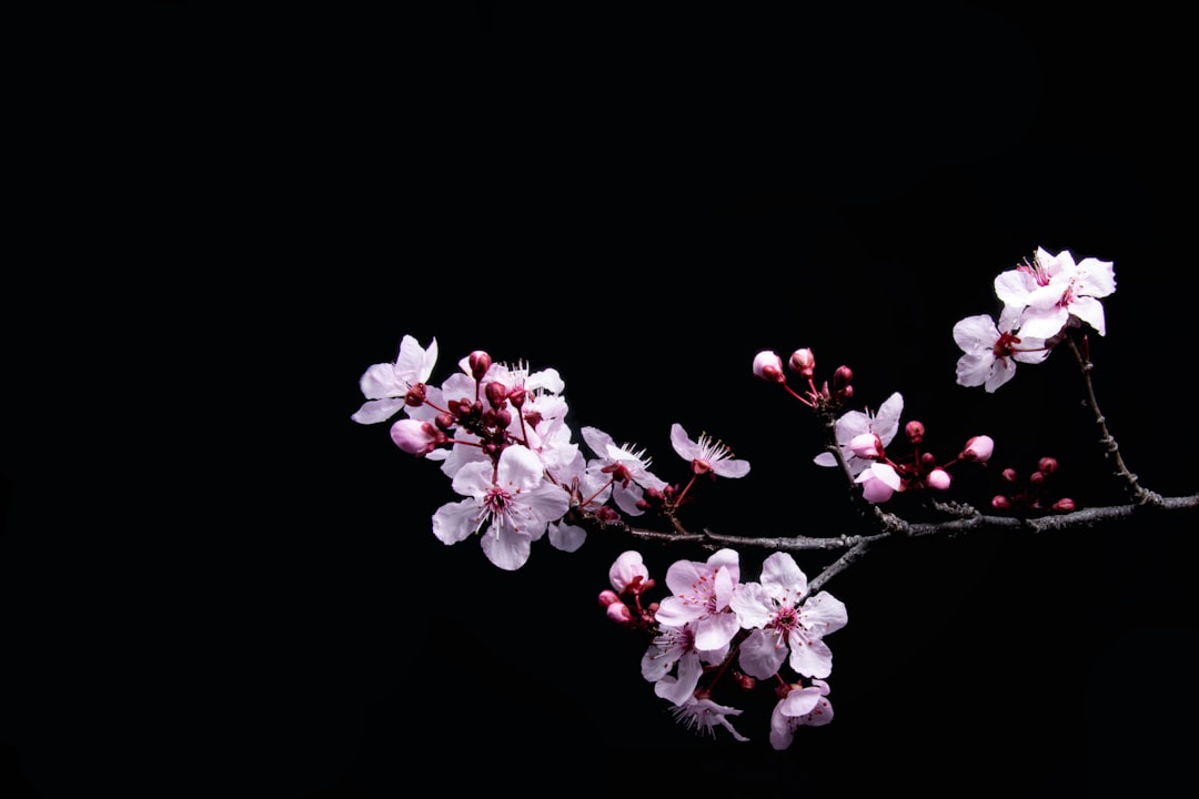 Spring in Korea: Cherry Blossoms, Baseball, and Baby Pandas Draw Millions