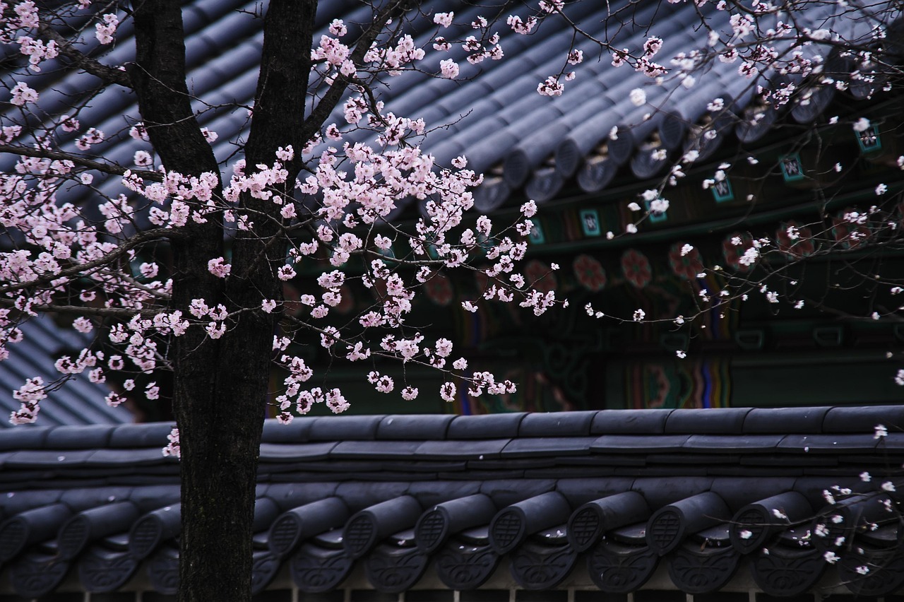 Spring in Korea 2026: Cherry Blossoms, Baby Pandas, and a 92-Year-Old Graduate Inspire the Nation 본문 이미지