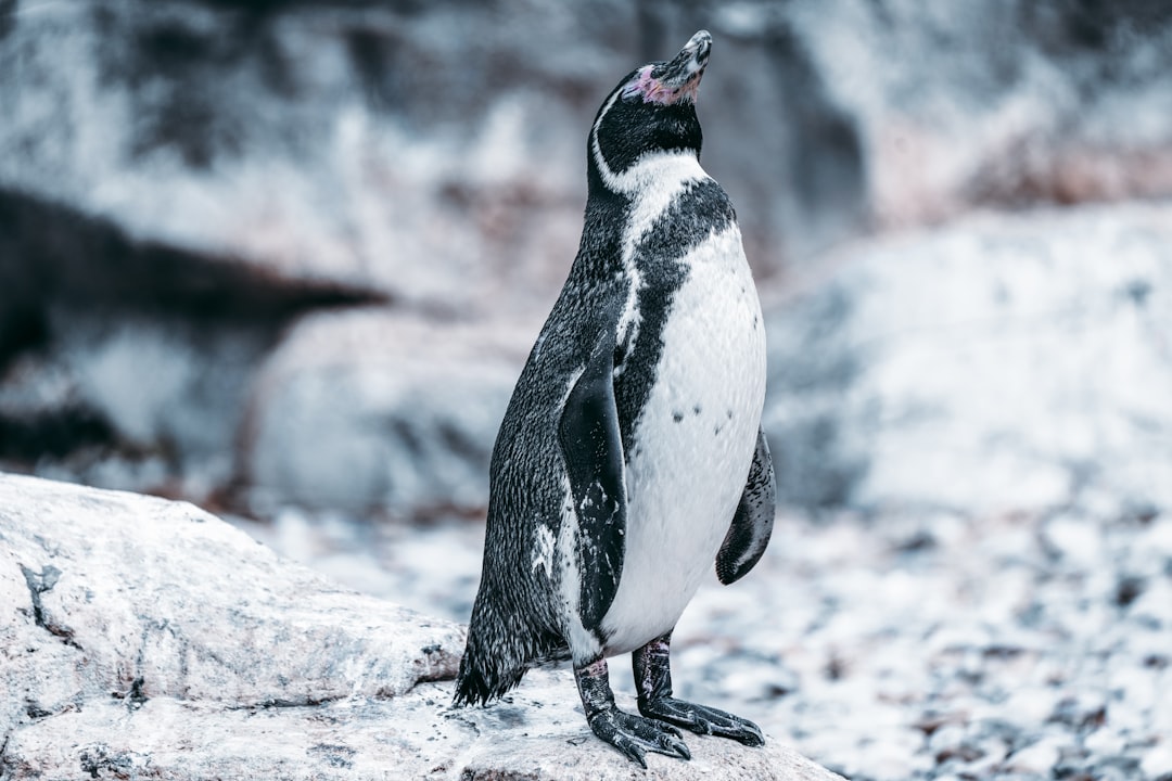 World Penguin Day 2026: Why People Worldwide Celebrate These Beloved Birds 본문 이미지