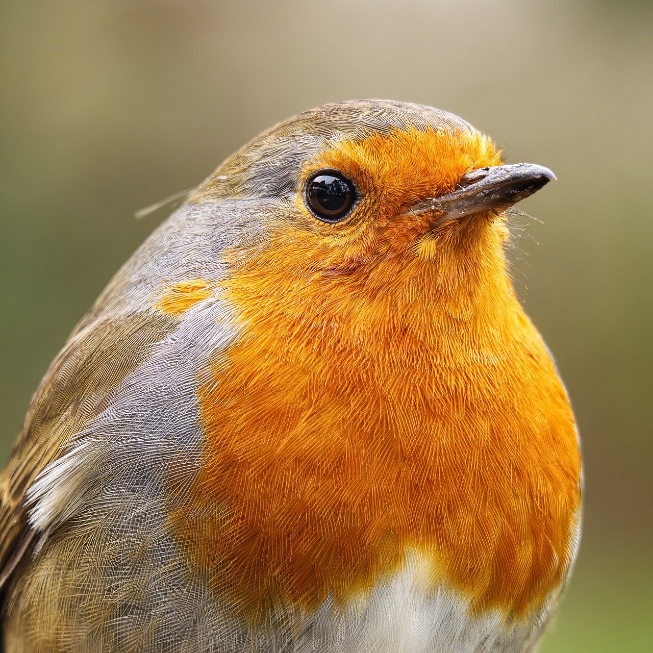 Prisons, Military Land, and Beavers: UK's Creative Plan to Save Nature in 2026 본문 이미지