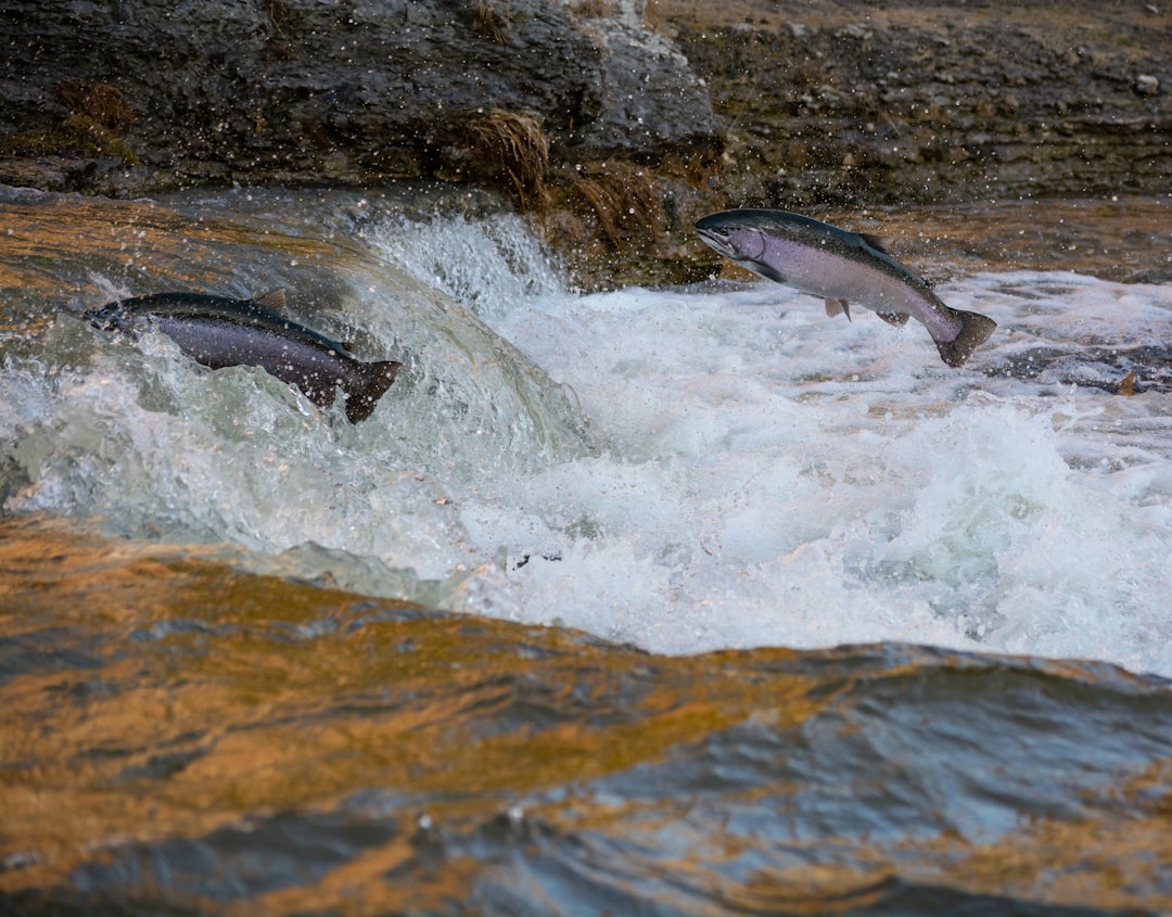 Saving Salmon: Norway's Fjord Pollution and a US Tribe's Wetland Plan