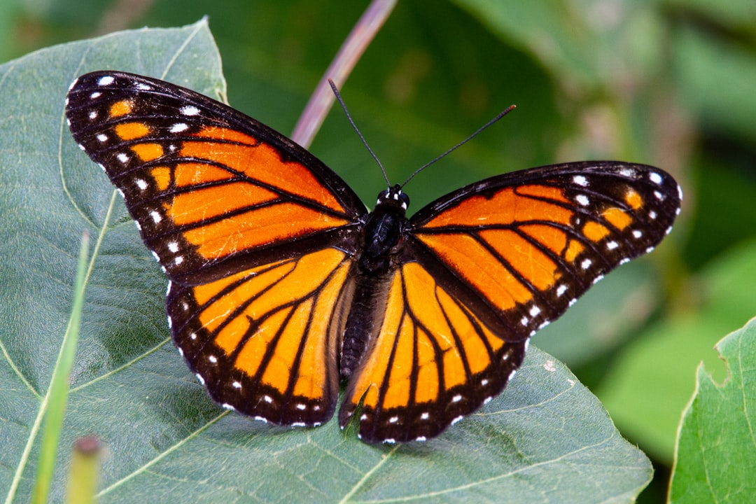 From Lawns to Wildlife Havens: A Butterfly Rescue and a Garden Guide 본문 이미지