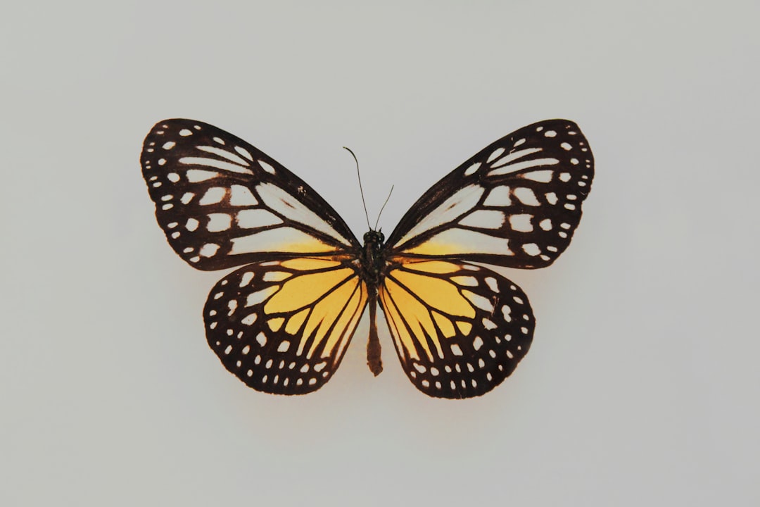 From Lawns to Wildlife Havens: A Butterfly Rescue and a Garden Guide