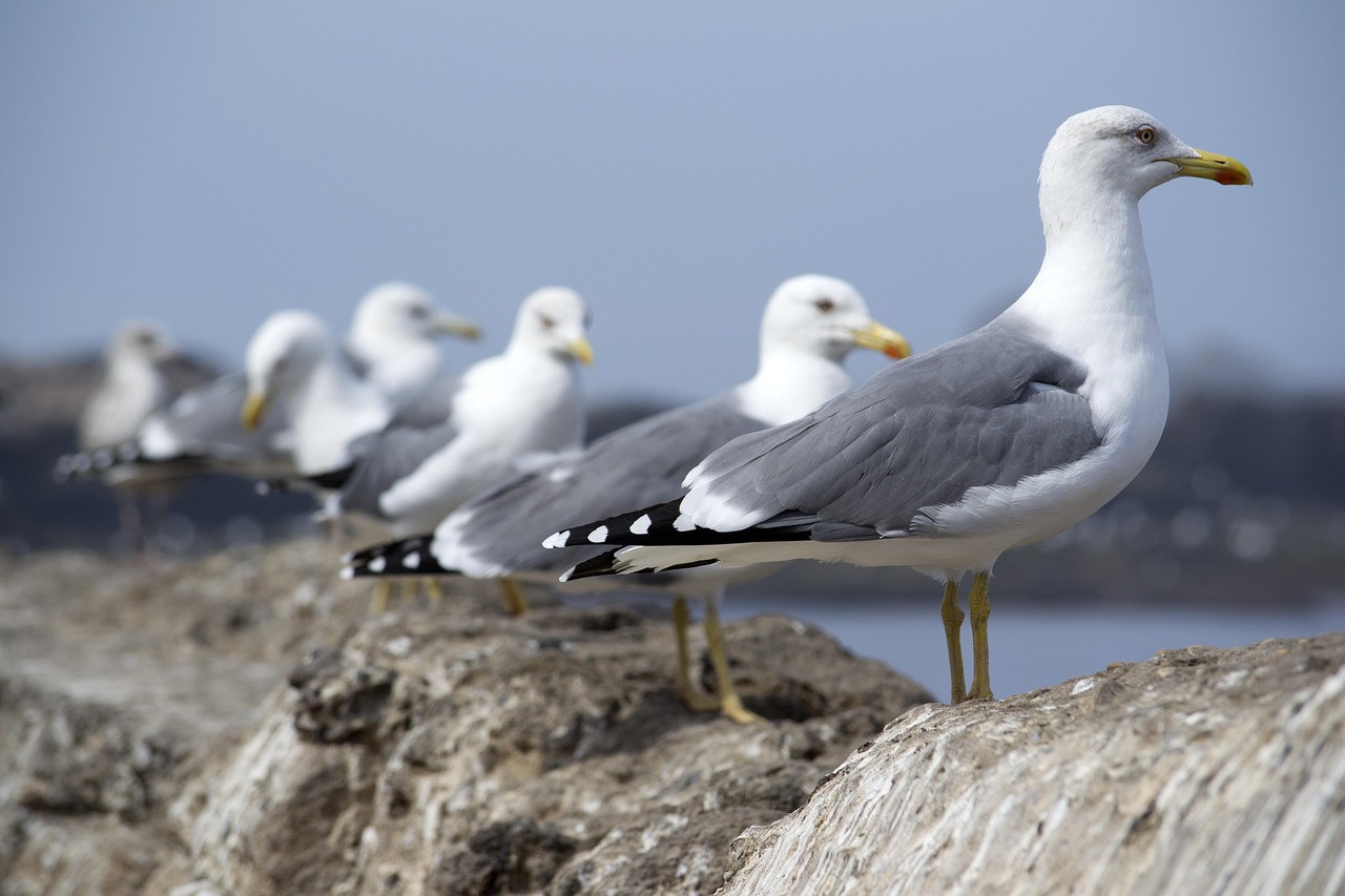 Nature's Comeback: Mangrove Forests and Wildlife Habitats Recover 본문 이미지