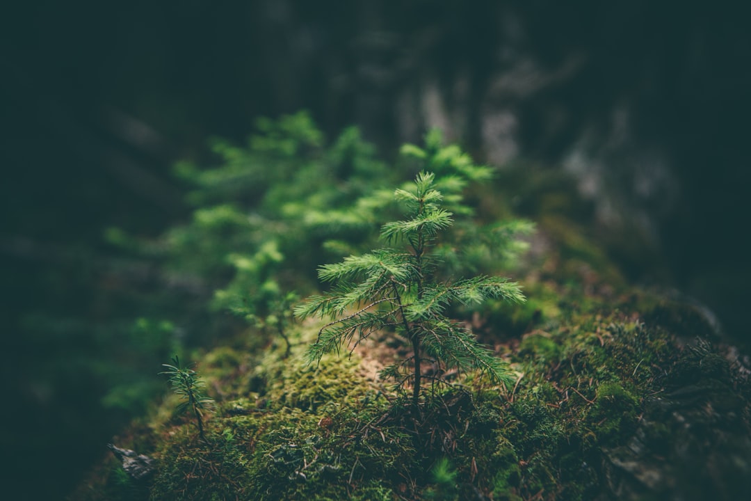 The Bogfather's Mission: Restoring Peatlands to Fight Climate Change 본문 이미지