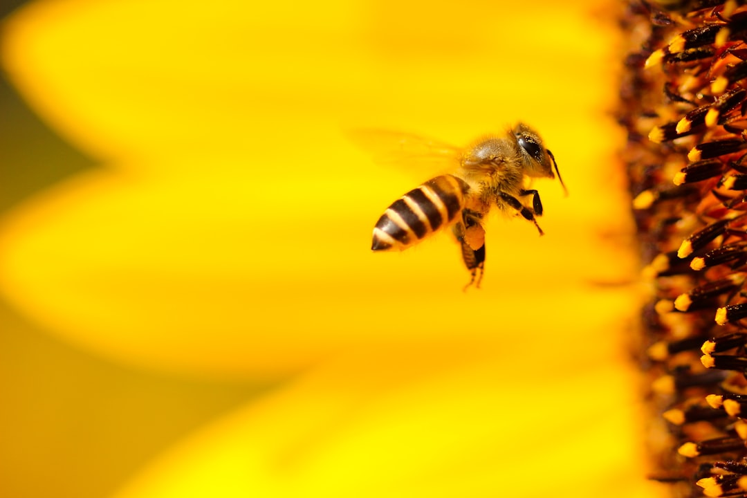 French Beekeepers Fight to Protect Bees Amid New Pesticide Rules 본문 이미지