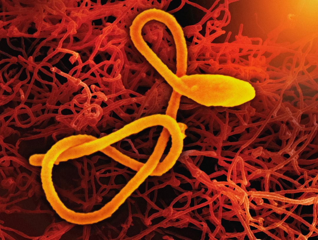 Deadliest Ebola Outbreak in DRC History: Over 2,300 Deaths Reported 본문 이미지