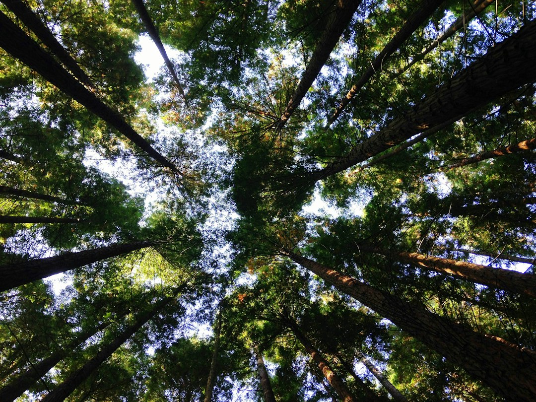 The Narrowing Window: UN Warns of Urgent Need to Restore World's Forests 본문 이미지